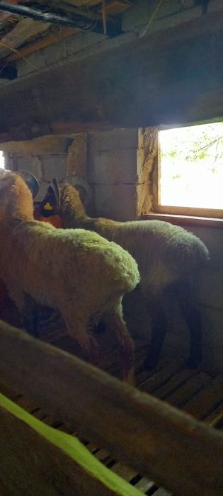 Семіз қошқарларбар