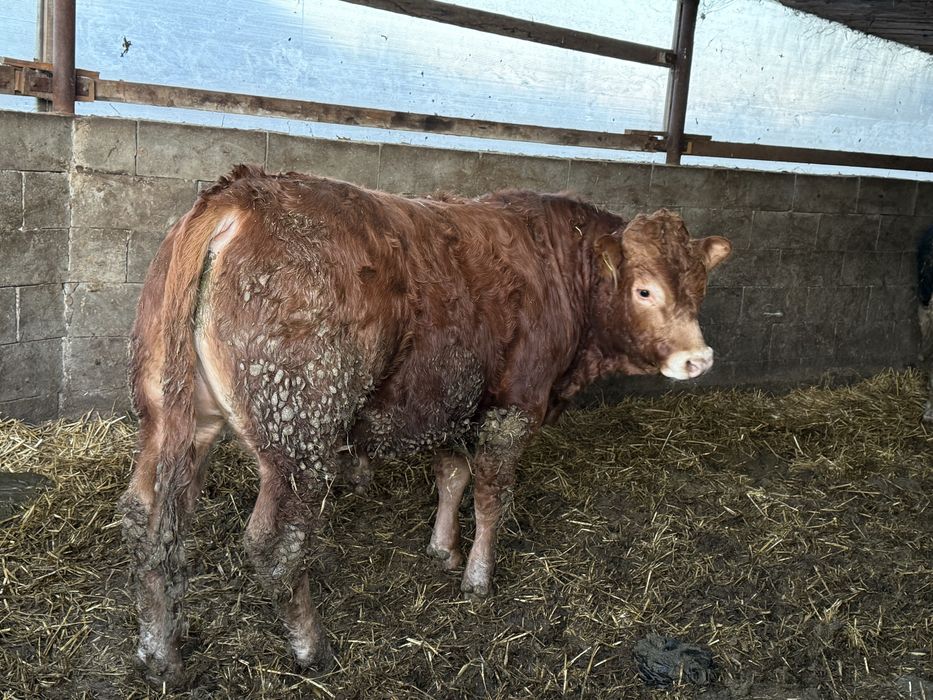 De vanzare taurasi si vitele