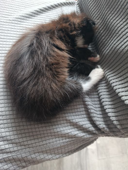 Продам котенка 1,5 месяца(девочка)