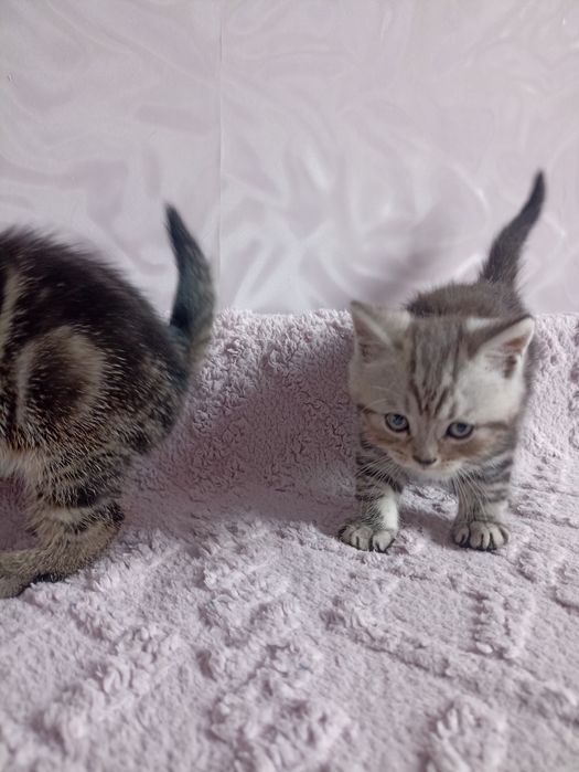 Породистые котята