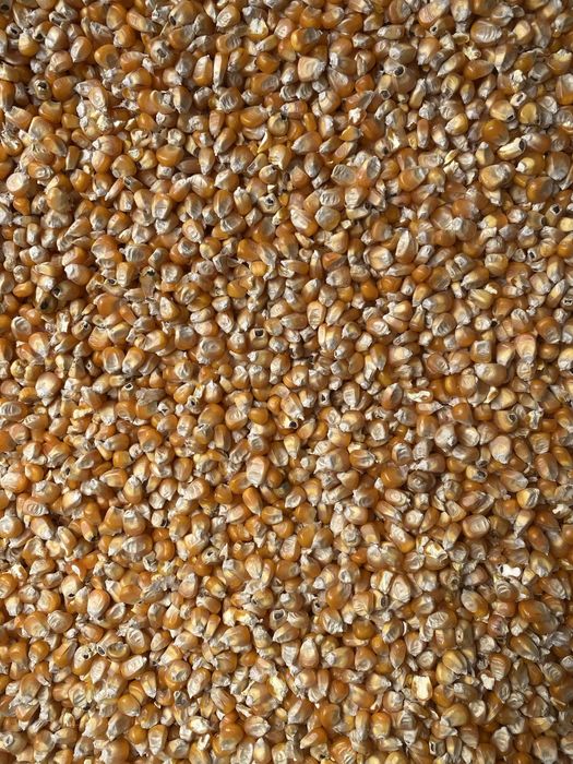 Vând boabe de porumb sticlos