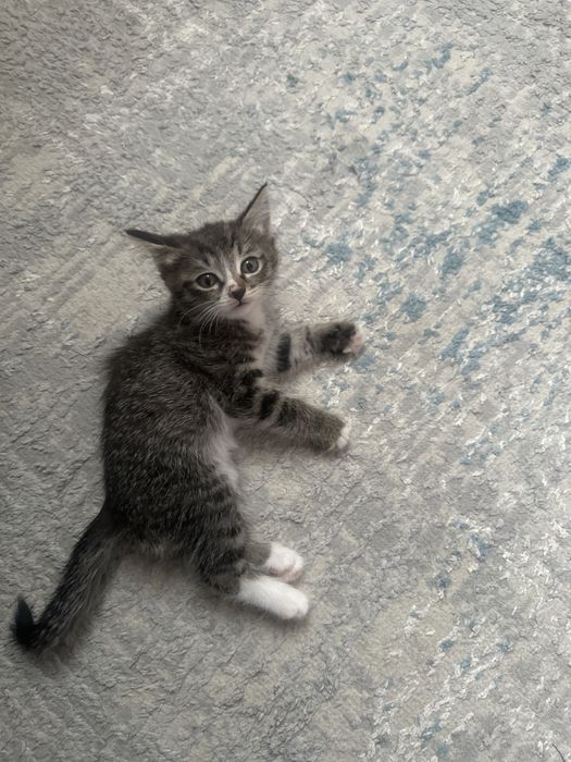 Котёнок Котёнок Котёнок