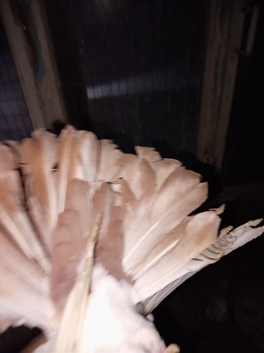 Голуби  кептер павлины