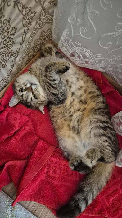 Отдам в добрые руки ласковую кошку