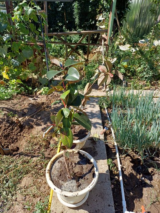 Продам фикус растение .