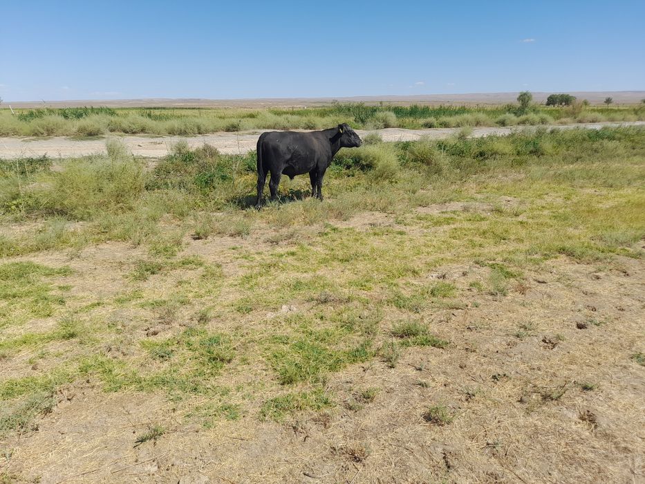 Ангус буха өгіз бык