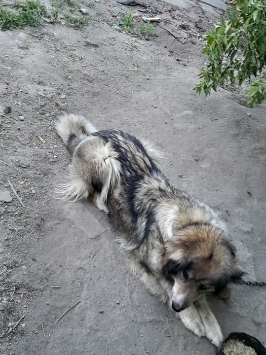 собака женского пола
