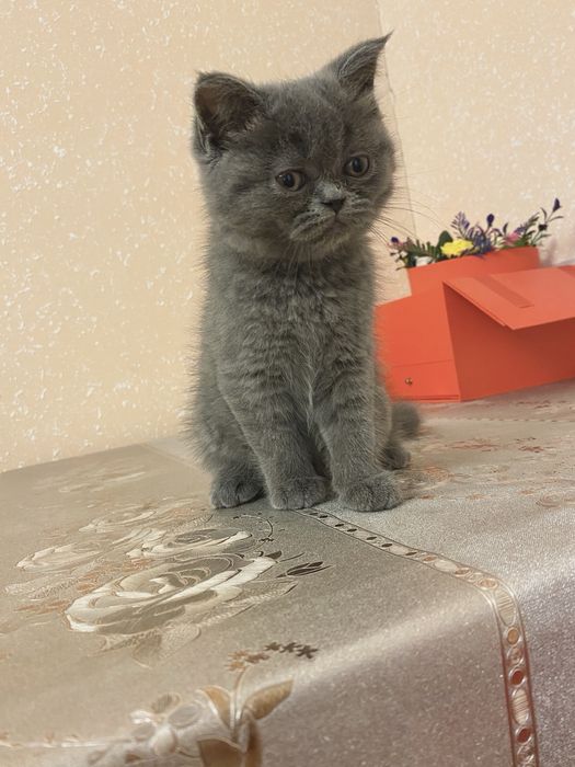 Yalangoch chiroyli modellarning fotosuratlari