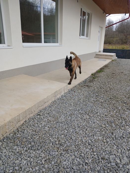 Vand mascul Malinois , ciobanesc belgian cu pedigree