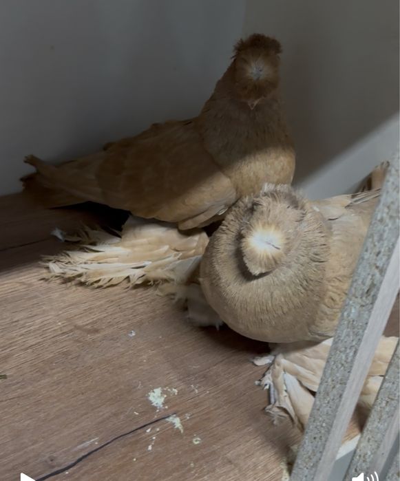 Голуби двух чубые самка и самец молодые Алматы