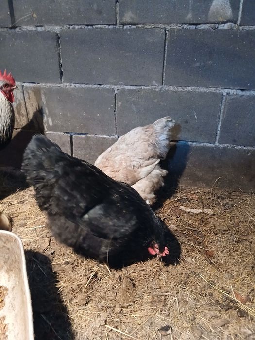 Продам кур породы брама