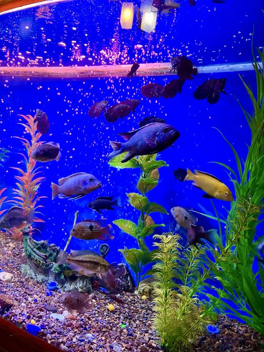 Аквариум с фильтром и лампой 55 литров КАЧЕСТВЕННЫЙ