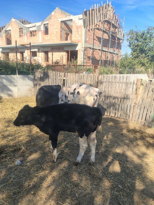 De vânzare 2 viteii , 1 vițică !!
