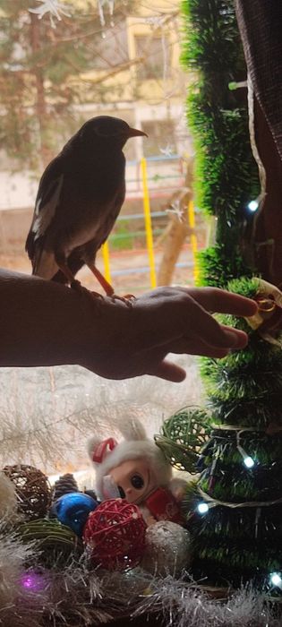 Майна говорящая ручная