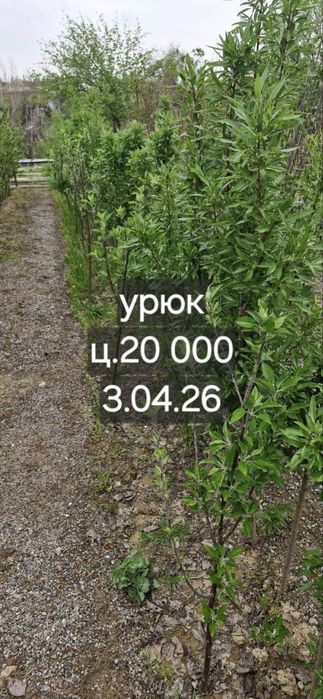 Фруктовые деревья, персик, слива, яблоки, урюк, черешня