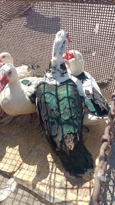 Продаю Инда-уток