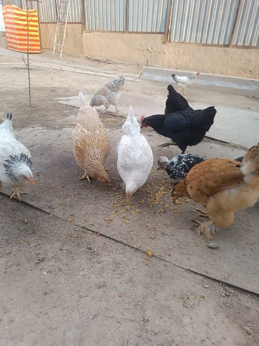 Куры домашние молодые