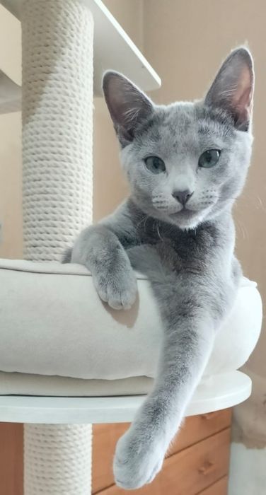 Замечательные чистокровные котята РУССКОЙ ГОЛУБОЙ