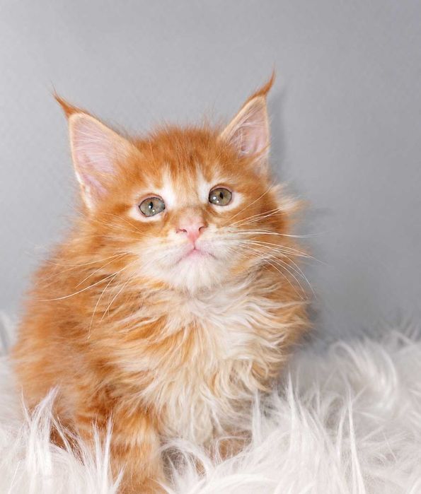 Viking – motănel Maine Coon roșcat, cu pedigree | LYNX RUNE CODE