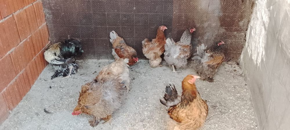 Vand Gaini si Cocosi Brahma