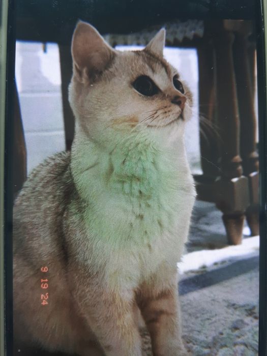 Продам британского кота