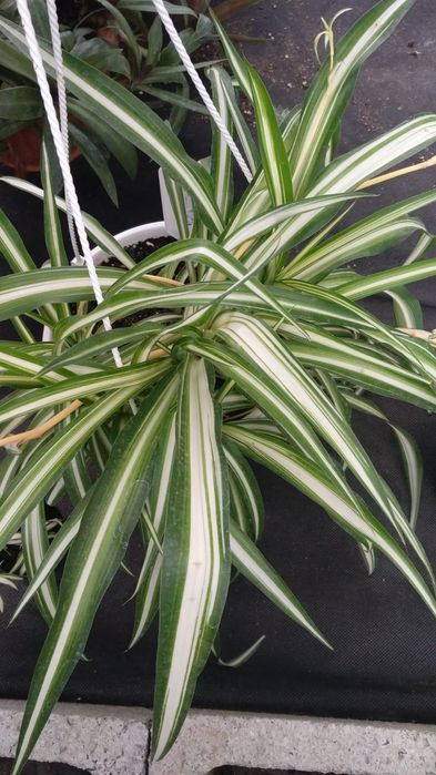 Продам Хлорофитум. 5 сортов