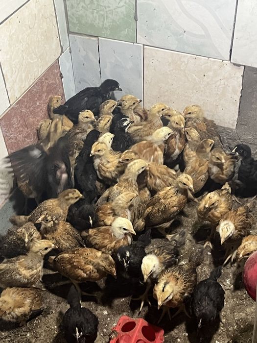 Кучинский балапандар