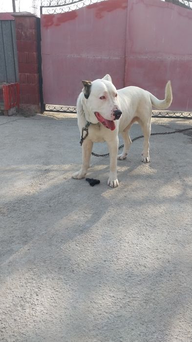 Вяска кобеля хороших кровей