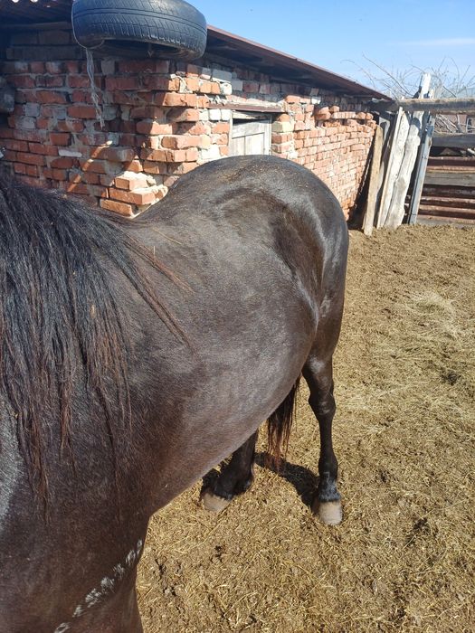 Продам лошадей жеребцы 3 летки