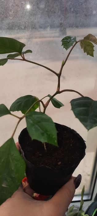 Продам домашние цветы