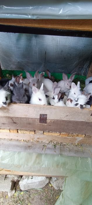 Iepuri de rasa de vânzare