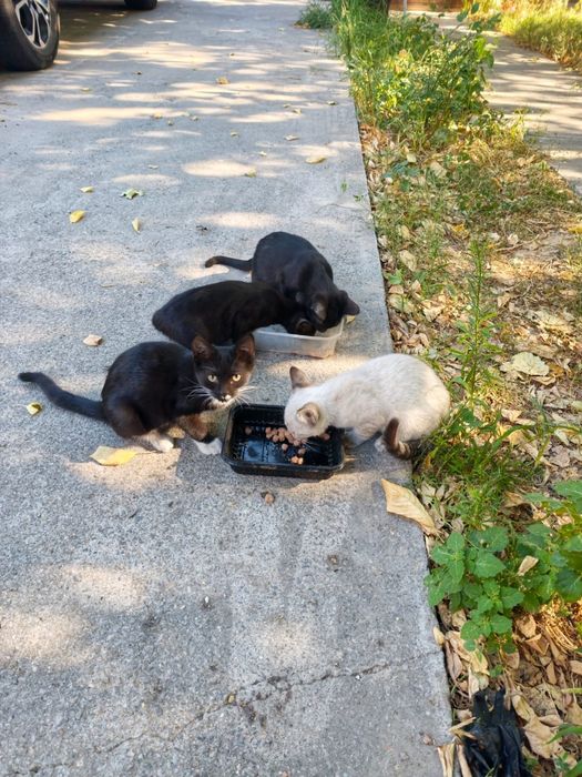 Котята беслпатно