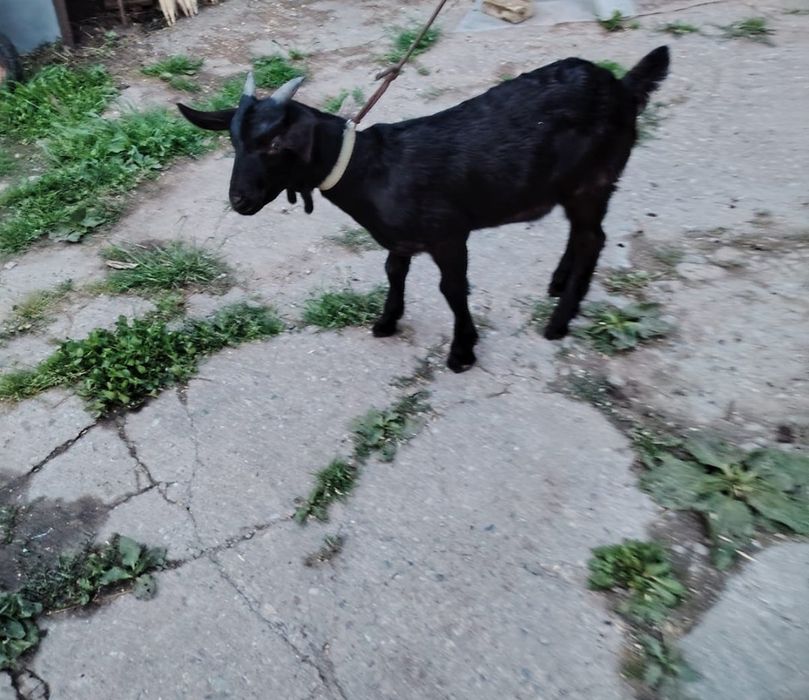 Ieduț de vanzare