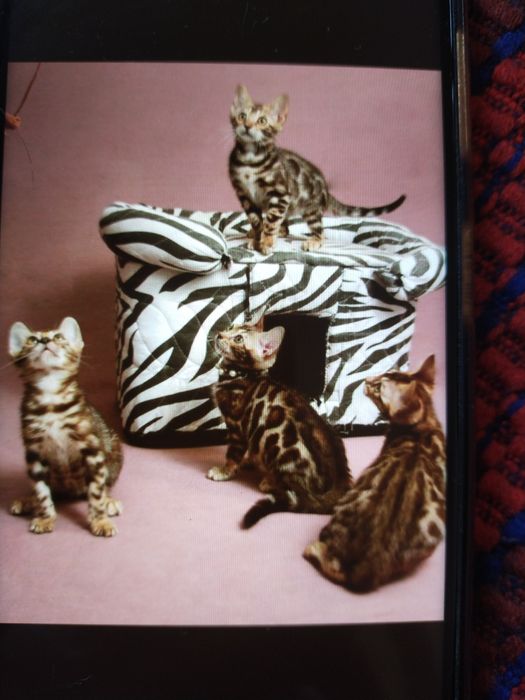 Продаются котята Бенгалы