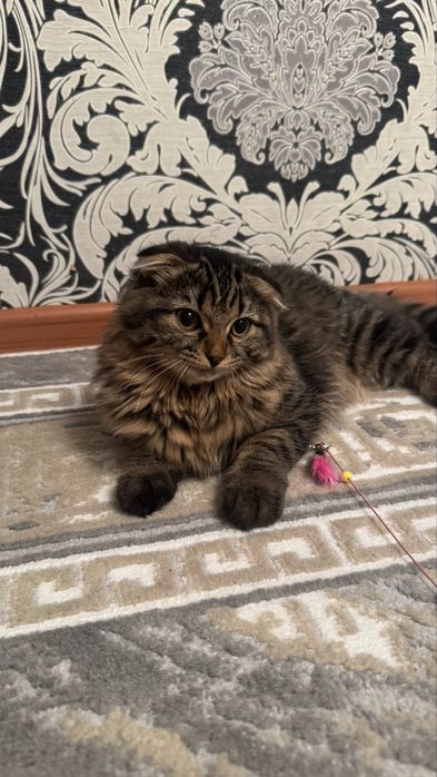 Отдаем веслоухого котика в добрые руки