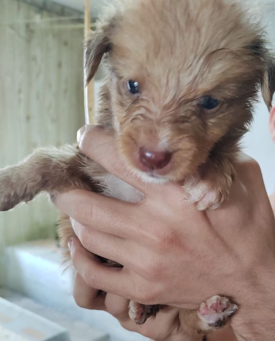 Отдам  даром в добрые руки