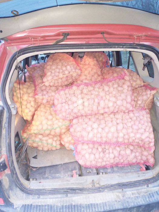 Cartofi de sămânță