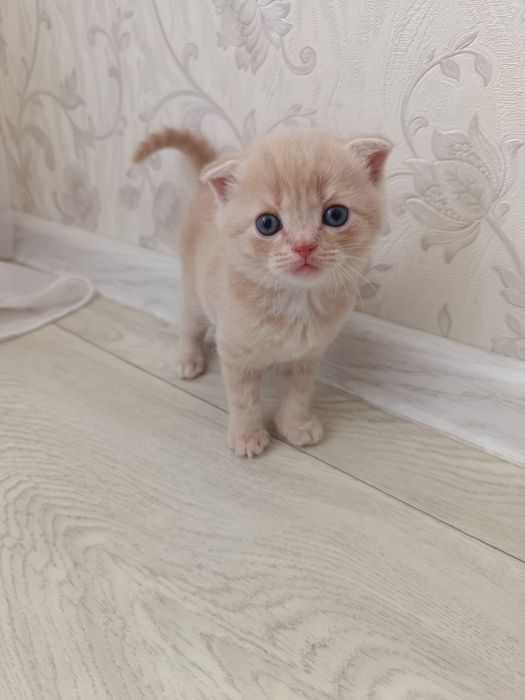 Продам котят Скоттиш - фолд