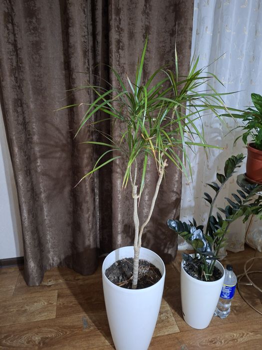 Продаю комнатные цветы.