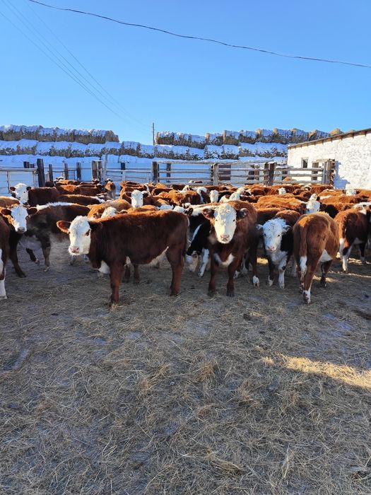 Ақбас подсостар сатылады. Ұрғашы.