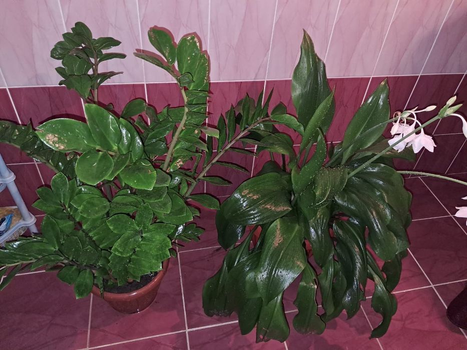 Продажа цветы Мырзакент.