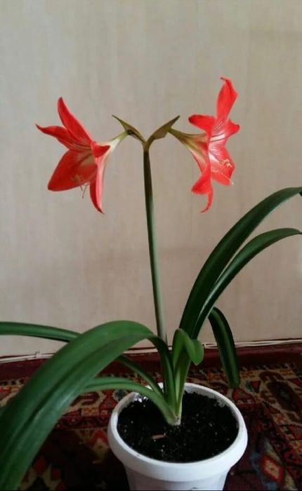 Амариллис (комнатные цветы)