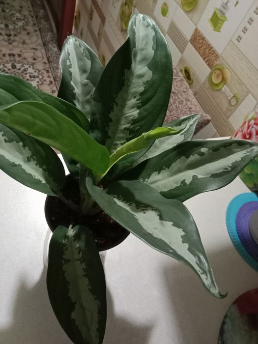 Аглаонема продам