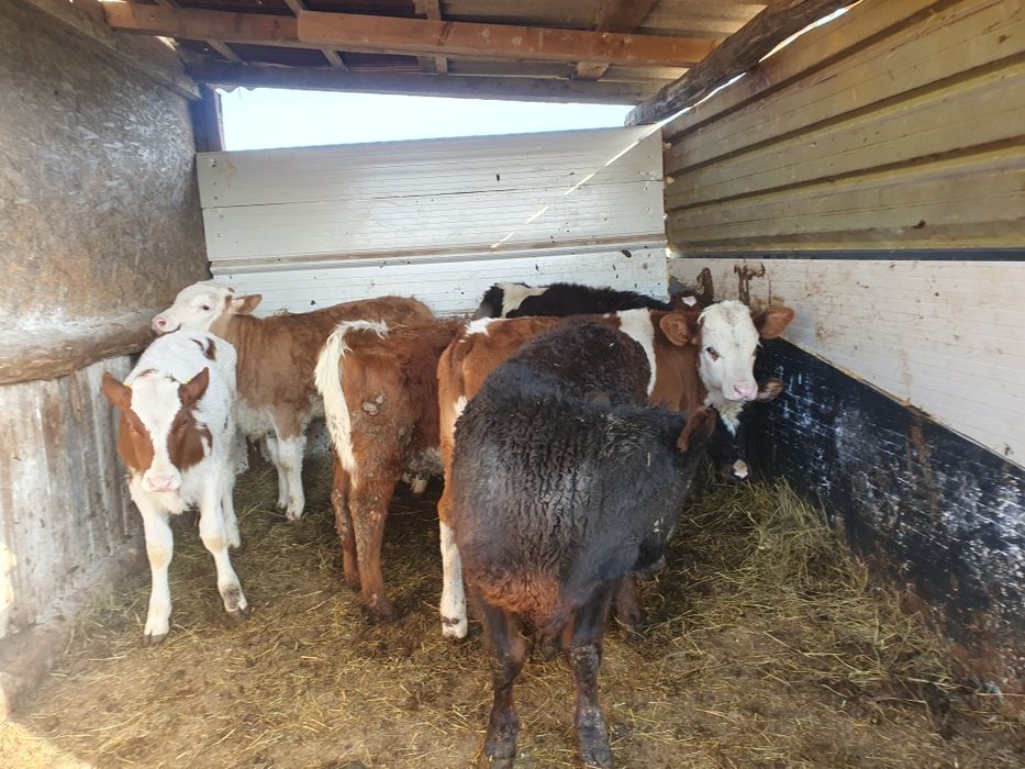 Vand 5 vitele si 2 taurasi