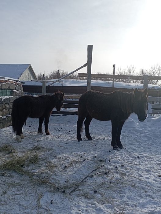 Продам кунанов откорм .ТАЙ , БИЕ