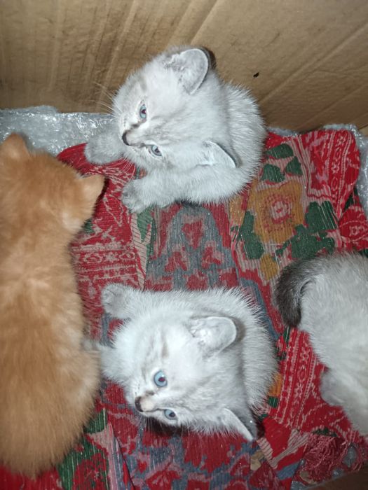 Отдам даром котят.