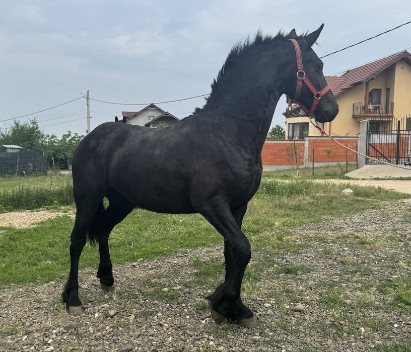 Manza Friesian/Frizian