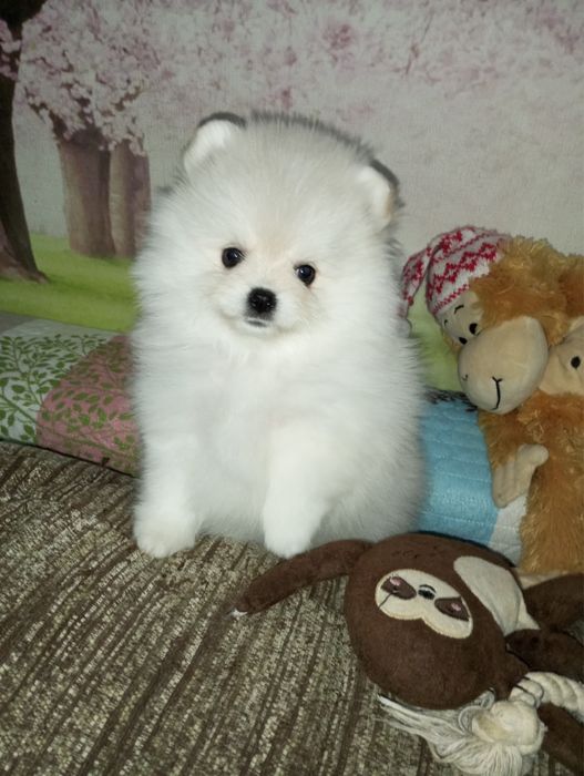 Померанский шриц с родословной