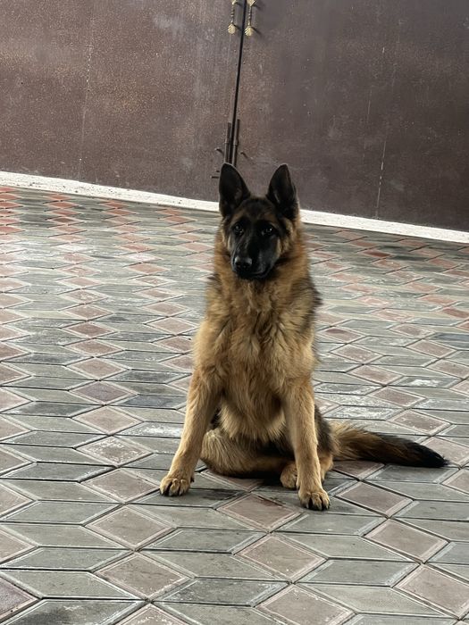 Проодам немецкую овчарку