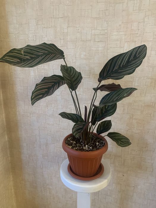 Комнатные цветы в горшках адаптированные